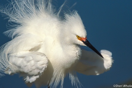 Snowy Fluffle