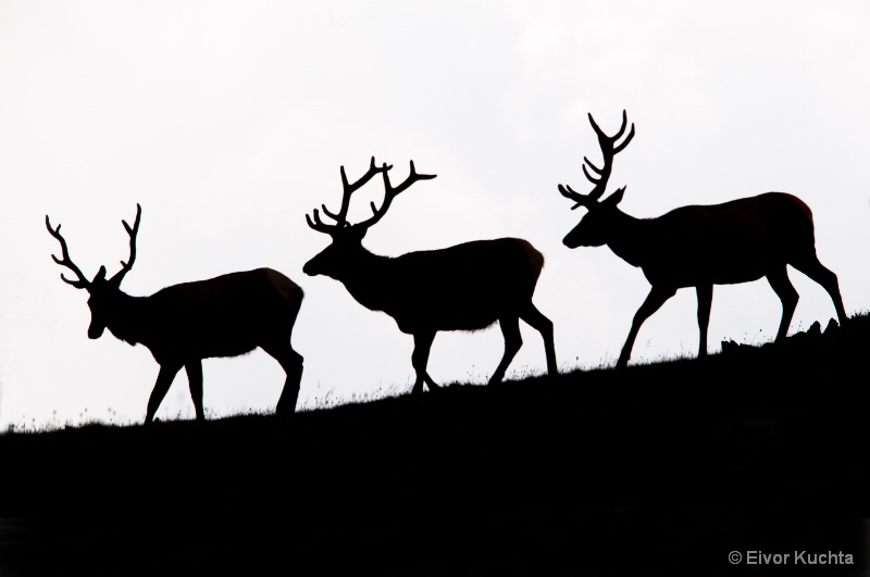 Elk Silhouettes