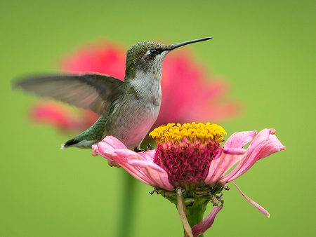 Little Hummer 