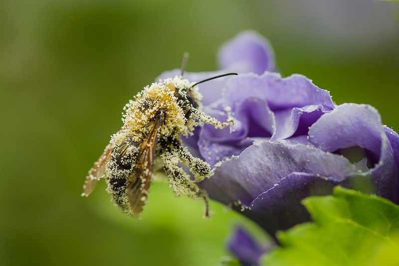 Pollen Covered