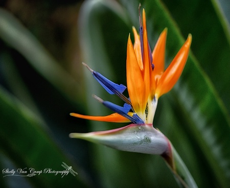 Little Bird of Paradise