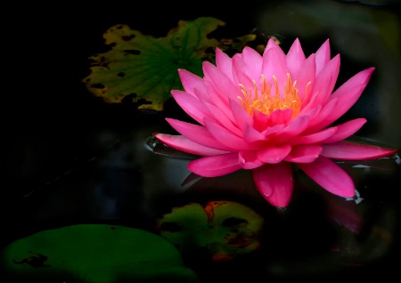 Water Lily 2