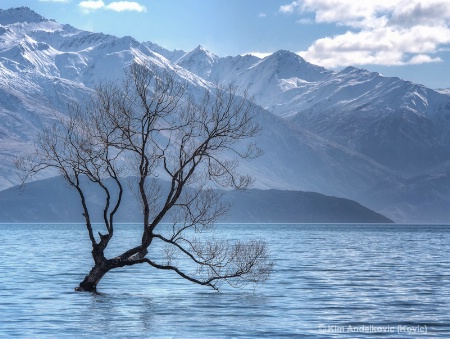 Lonely Tree