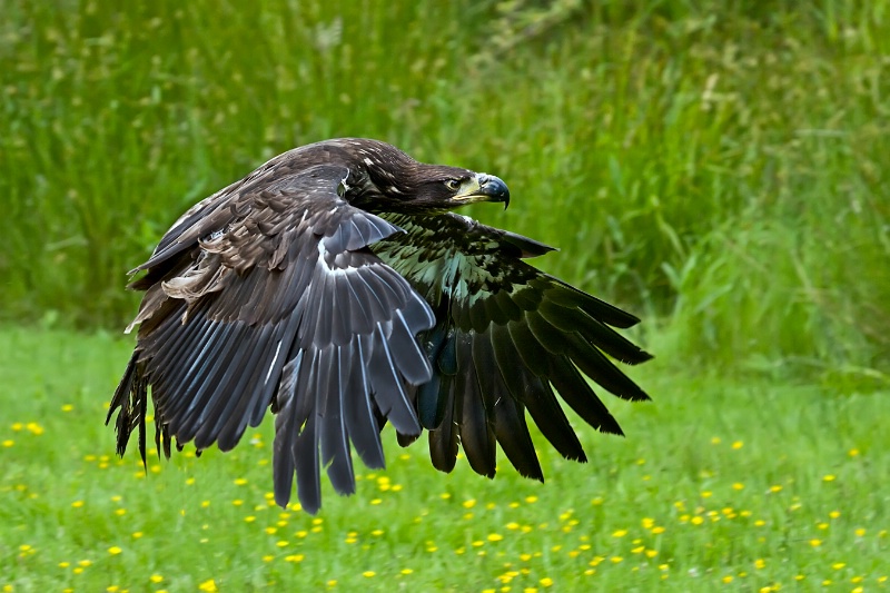 Juvenile Bald Eagle