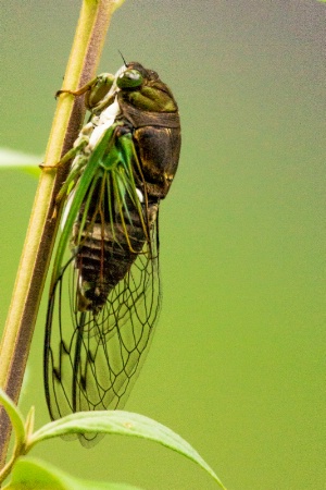 Cicada