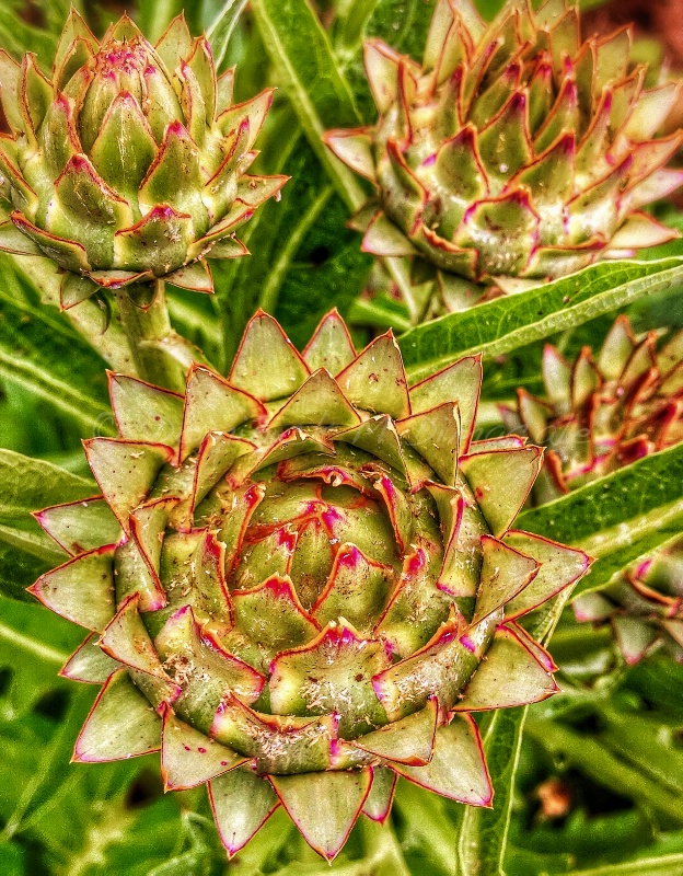 ~ ~ ARTICHOKES ~ ~