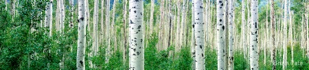 Aspens in Late August Panoramic
