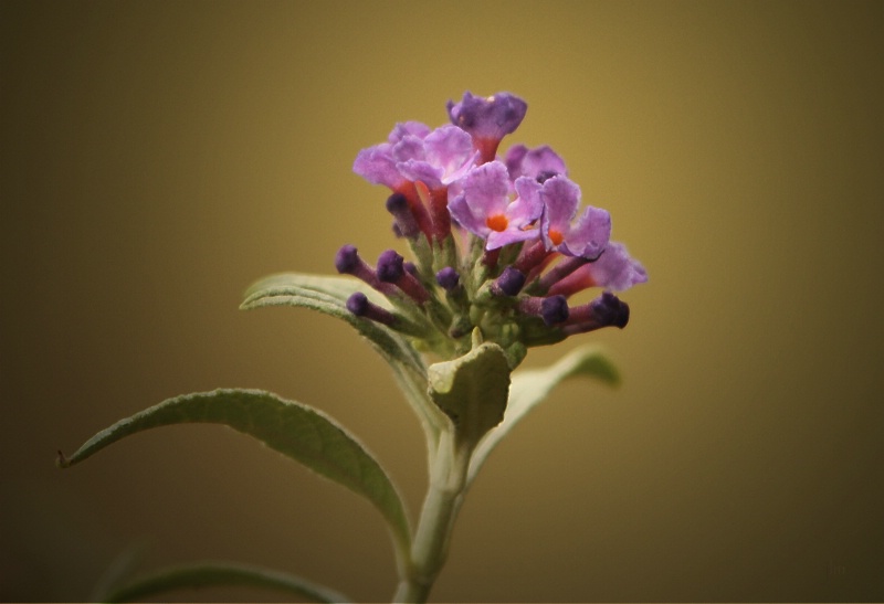 Butterfly Bush