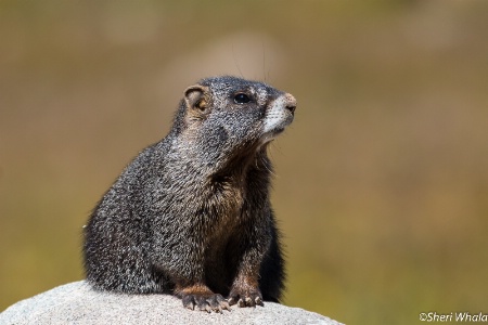 Marmot in the Sun