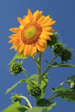 sunflowers for maria 