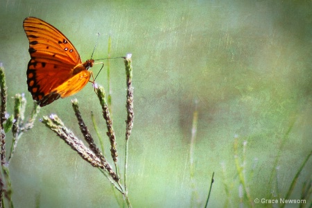 Delicate Wings