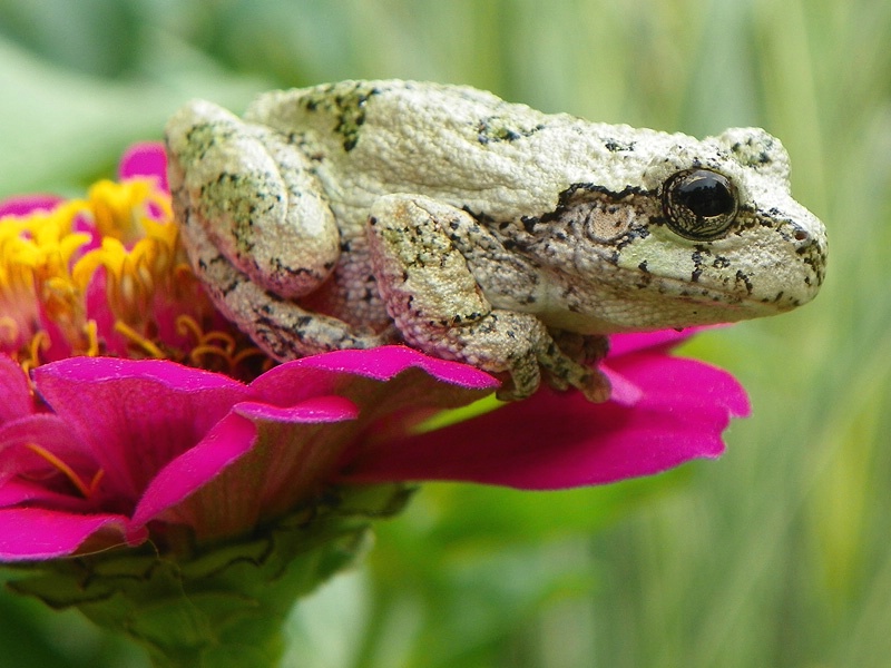 Gray Tree Frog