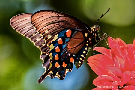 Beauty in the Garden