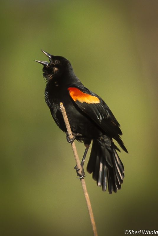 Red-winged Blackbird