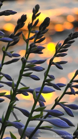 Sunset Hostas