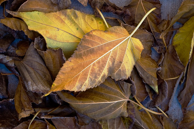 Mulberry Autumn