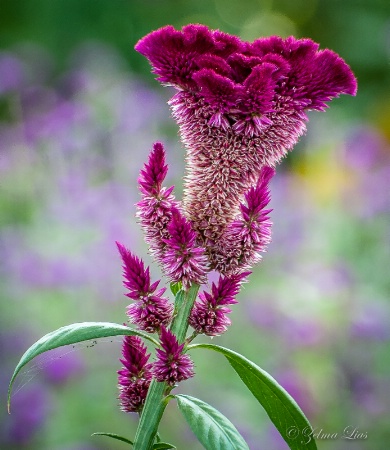 Cockscomb