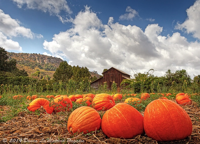 Where the Pumpkins Grow