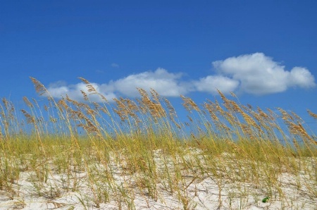 Sea Oats & Clouds