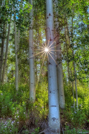 Aspen Starburst