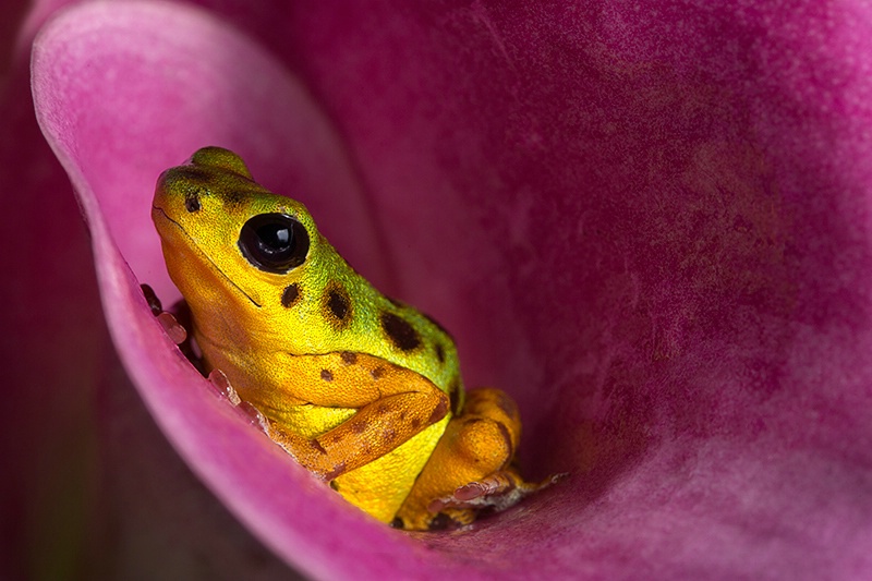 Yellow Dart Frog