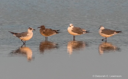 Birds at Dawn