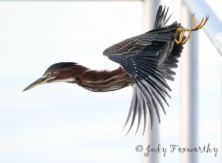 Little Green Heron