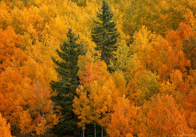 Framed By Aspen