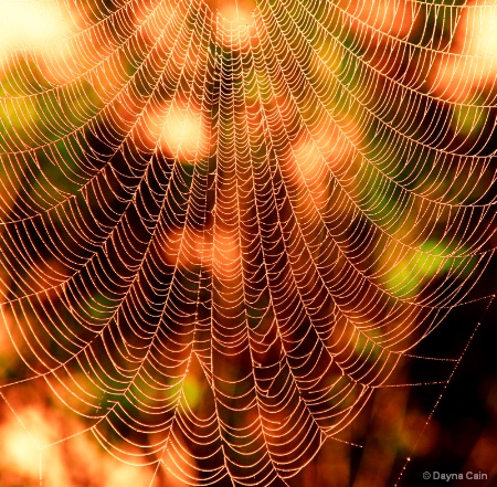 Web Of Dreams