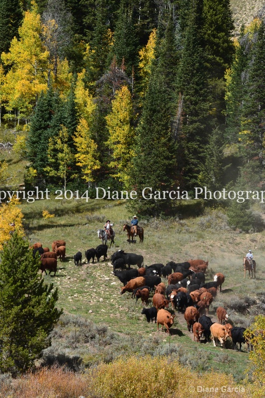 east daniels cattlemen 55 - ID: 14678545 © Diane Garcia
