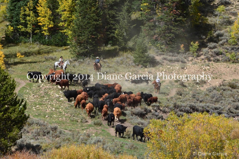 east daniels cattlemen 54 - ID: 14678546 © Diane Garcia