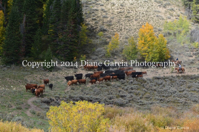 east daniels cattlemen 52 - ID: 14678548 © Diane Garcia