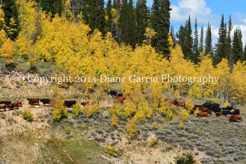 east daniels cattlemen 50 - ID: 14678551 © Diane Garcia