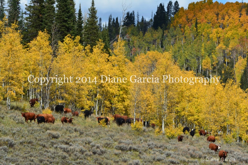 east daniels cattlemen 48 - ID: 14678553 © Diane Garcia