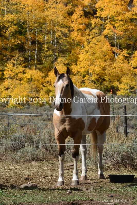 east daniels cattlemen 47 - ID: 14678554 © Diane Garcia