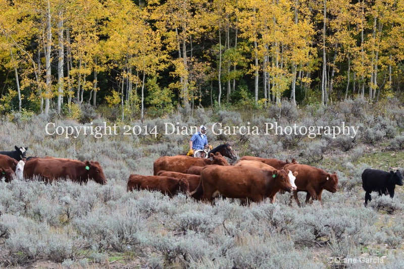 east daniels cattlemen 1 - ID: 14678623 © Diane Garcia