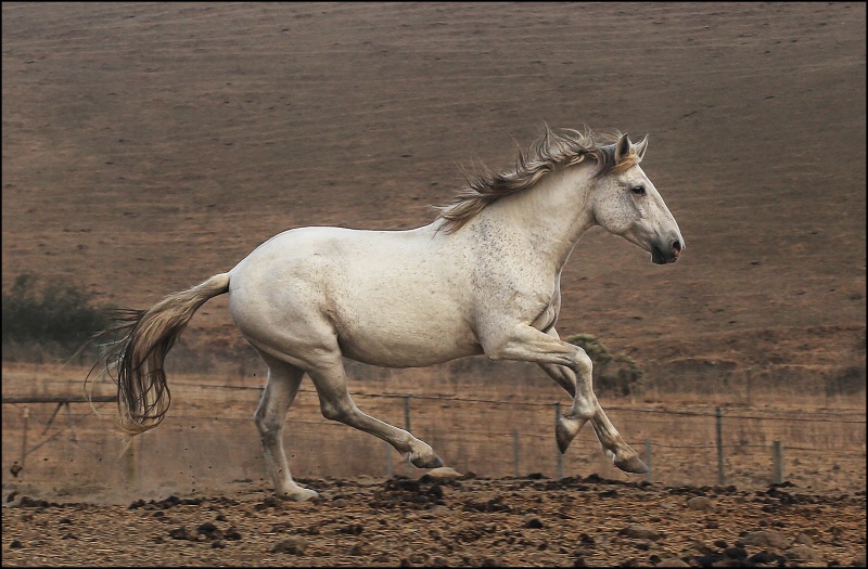 Mustang