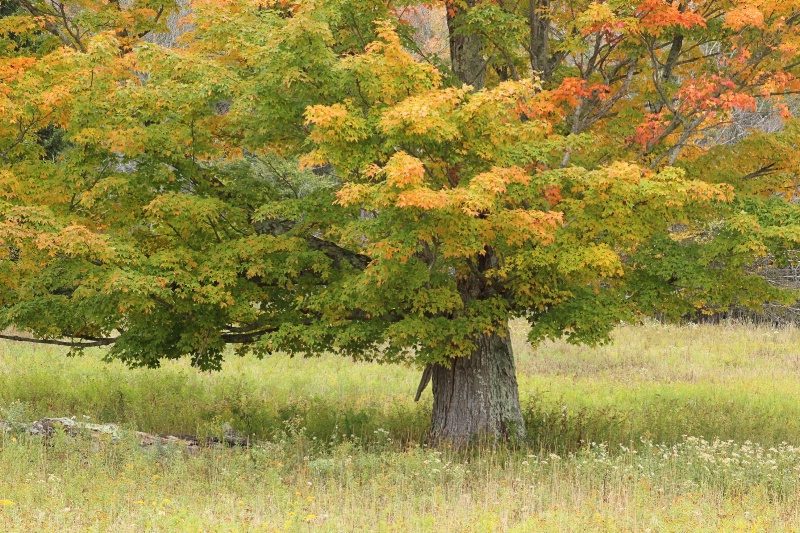 Touched By Autumn