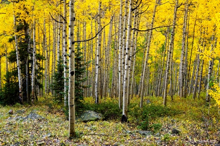 Aspen Glory!