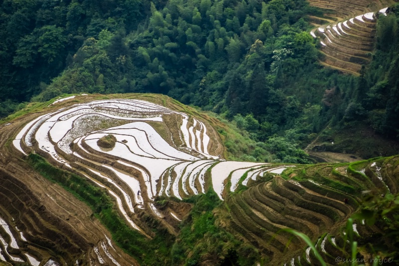 Rice Terraces #5