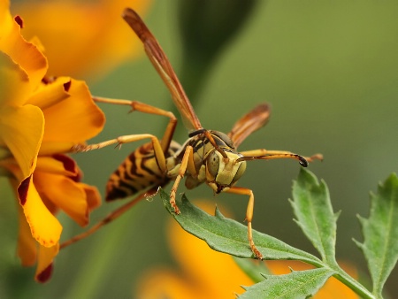 wasp retreating