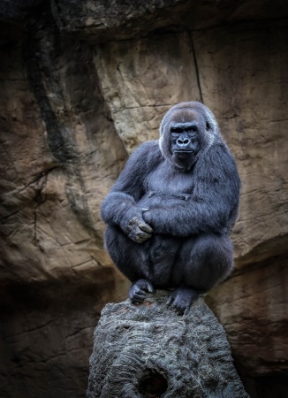 "Penny" a lowland gorilla