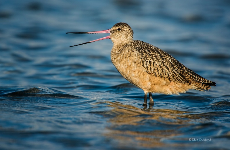 Marbled Godwit - photographed by Dick Caldwell