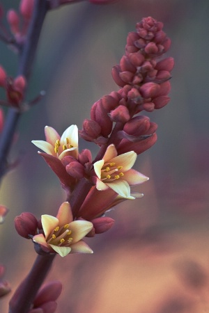 Agave Blossoms