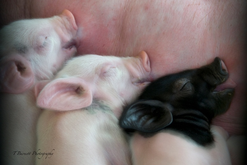 The Three Little Pigs