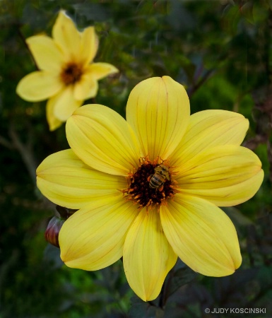 yellow flower