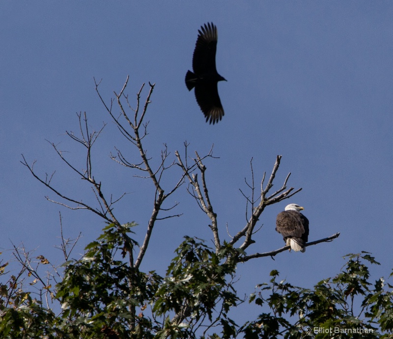 Hangin' Around - ID: 14720764 © Elliot Barnathan