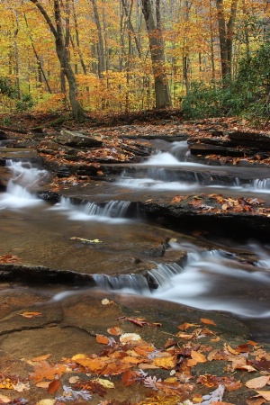 Autumn Stream