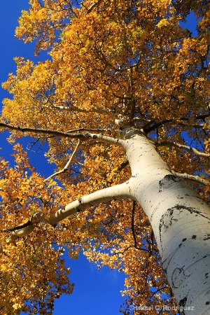 Fall Aspen