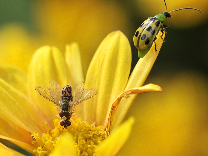 busy bloom